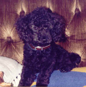 Tetley is a teacup poodle. At birth he weighed 6oz. Now nine years old he is just under 5lbs. His parents were show dogs, but when we pursued the profession he wanted no part of the "promp and circumstances". He is a great friend!