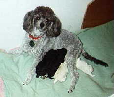 Holly With Puppies born 1/97. Toy poodle, silver, 2.