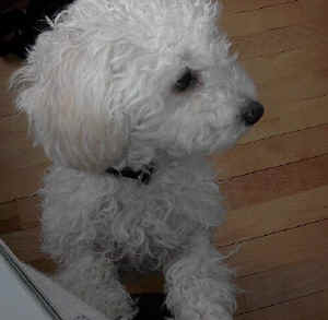 Here is a picture of Pino, my 8 month old mini poodle, my best friend!
He's the most energetic and mischievous little dog I know!  He loves to play
with our standard poodle neighbour,Teddy,and his favorite activity in the
house is playing tag. Pino is our first pet and has changed the entire
household. We love him very much and his humanlike expressions and
actions,and his running under the bed amuse us for hours on end!